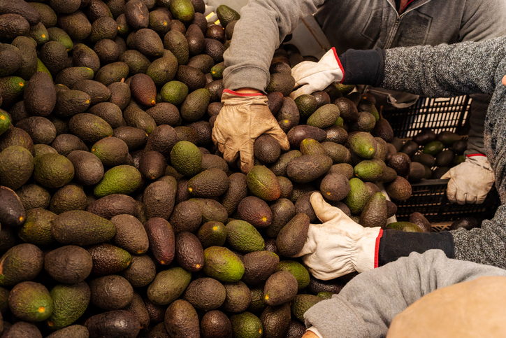 Formalizarán hasta 50,000 trabajadores aguacateros