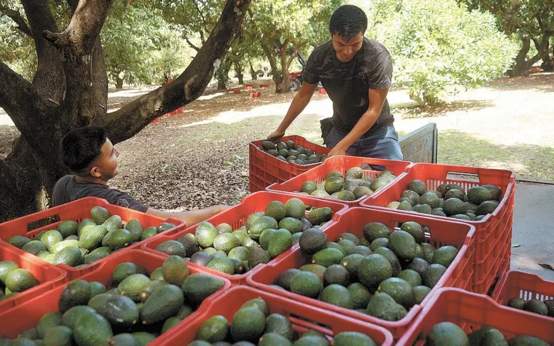 Trabajadores aguacateros de Michoacán llevan queja laboral a Estados Unidos